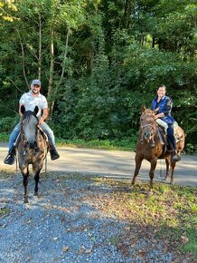 Připouštění AQH Hollywood Buckskin - 10