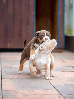 American Bully XL/XXL - 10