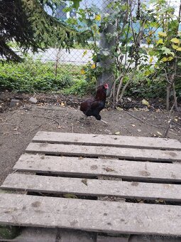 Kohouti a kachna pižmovky - 10