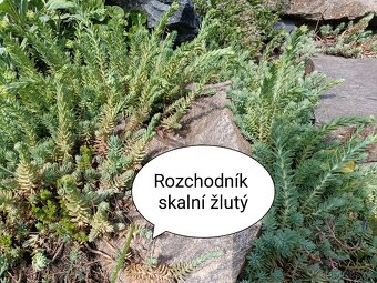 Skalničky - trvalky - 10