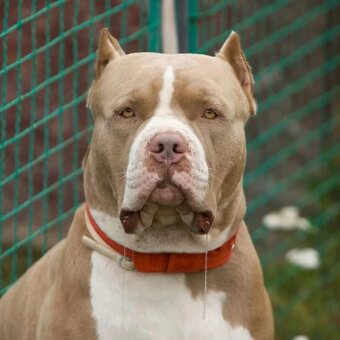 American Bully XL originální původní krev rodokmen ABKC USA - 10