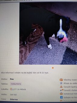 Pozor Pitbulové, kteří jsou útoční - 10