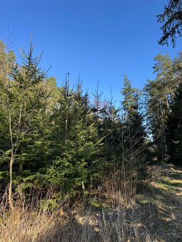 Prodám lesní pozemek v k.ú. Sedlečko u Soběslavě - 10