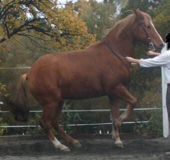 Vycvičený mladý valach - 10