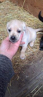 Štěňata labrador - 10