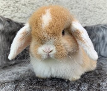 ❤️❤️Minilop Kralicek Beránek mimi - 10