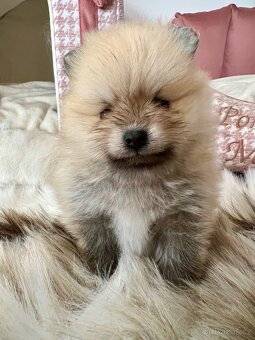 Štěňátka Pomeranian s PP (FCI) - 10