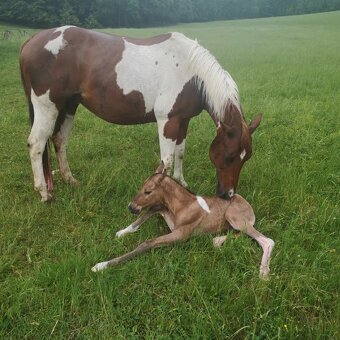Americký paint horse valášek na prodej - 10