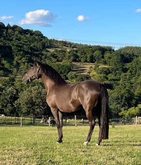 Lusitano hřebec PSL 1 a půl roku - 10