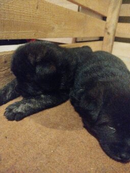 Fenky křížené akita inu - 10