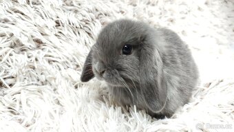 Zakrslý beránek, králíček, králík - KVIDO - 10