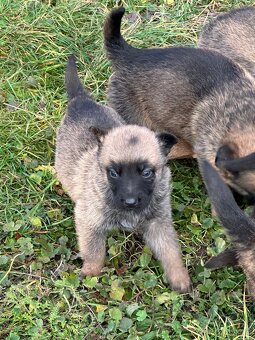 Belgický ovčák Malinois X německy ovčák - 10