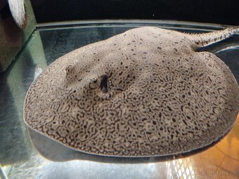 Potamotrygon scobina -rejnok - 10