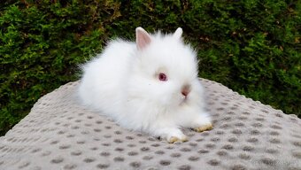 Zakrslý králík, králíček (TEDDY)- ONDŘEJ A OTA - 10