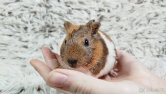 Morče, Morčata, Morčátko, Morčátka - JACOB A JAMES - 10