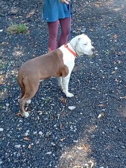 Americký stafordšírský teriér št. pejska s PP k odběru - 10