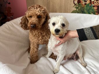 Maltipoo šteniatko, maltezák, pudel - 10