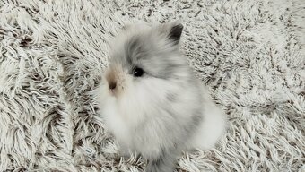 Zakrslý králík, králíček (TEDDY) - MORTY - 10