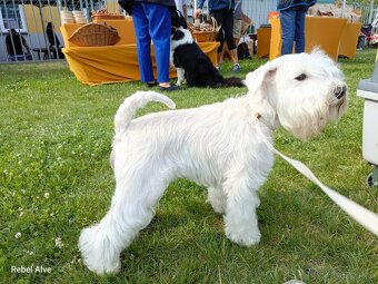 knírač malý bílý - krycí pes - 10