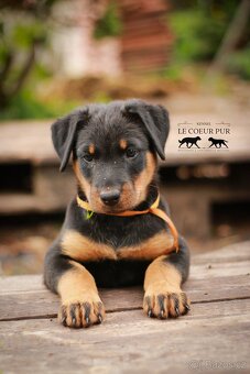 Beauceron - štěňátka k rezervaci - 10