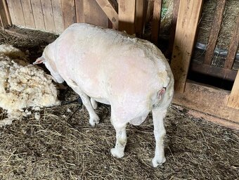 TEXEL BERAN, DOTAČNÍ, PLEMENNÝ, STÁŘÍ 3 ROKY - 10
