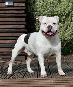 Krytí American Bully standard - 10