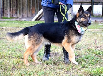 GRACIA K ADOPCI - 3,5 ROKU,KONTAKTNÍ,PŘÁTELSKÁ,HRAVÁ - 10