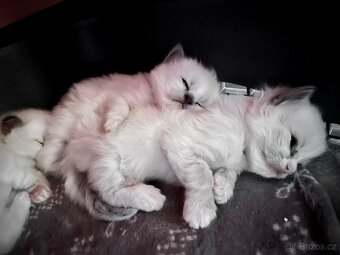 Ragdoll blue color koťátka - 10