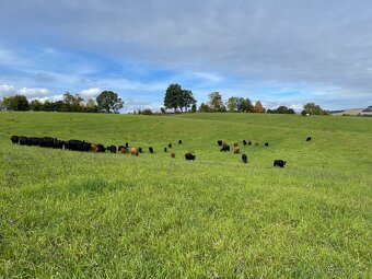 Jezdecký areál Eden – ustájení koní - 10