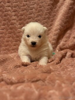 Samojed s PP - psík - 10