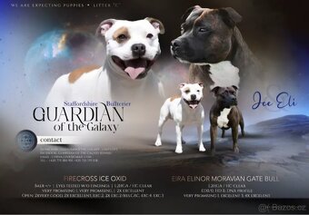 Krycí pes Stafordšírský bulteriér s PP . - 10