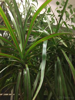 POKOJOVE KVETINY - 10