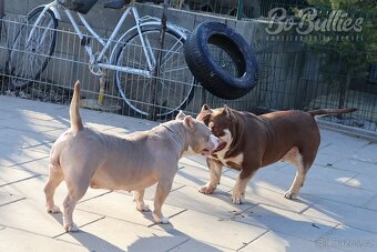 American bully pocket ABKC - 10