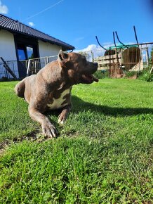 American bully Krytí - 10