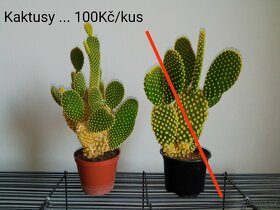 Pokojové rostliny a kaktusy - 10