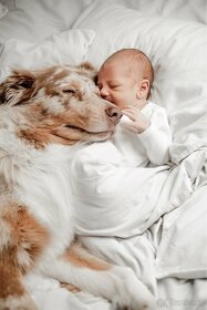 KRYTÍ CHOVNÝM PSEM - AUSTRALSKÝ OVČÁK S PP - 10