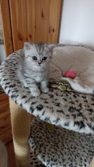 Britská stříbřitá koťátka s PP - 10