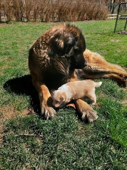 border kolie ee - red - 10