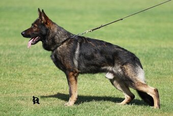 Německý ovčák štěně pes s PP - 10