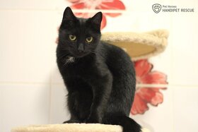 elegantní Arwen - kočka k adopci - 10