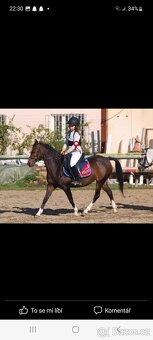 Welsh pony klisna - 10