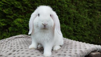 Zakrslý beránek, králíček, králík - HARRY - 10