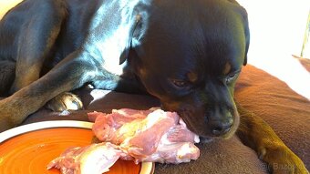 Krytí rotvajler, RTW, rottweiler s PP - 10