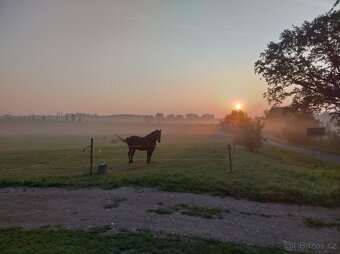 Ustájení koní - 10