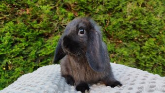 Zakrslý beránek, králíček, králík - PEGAS - 10