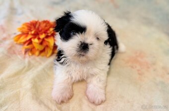 Shih-Tzu štěňatka - rozkošní společníci - 10