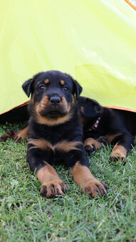 Beauceron - francouzský ovčák - štěňátka s PP - 10