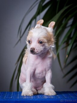 Čínský chocholatý pes - Štěňata s PP - 10