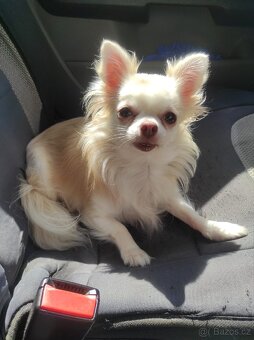 Čivava dlouhosrstá - 10