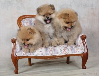 Pomeranian - 10